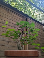 Pre bonsai bagolaro usato  Roma