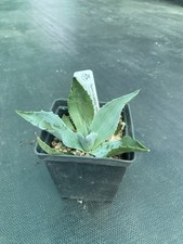 Agave ovatifolia whales for sale  ASHFORD