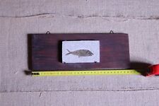 Fossile pesce natura usato Fossile pesce natura usato  Vitorchiano