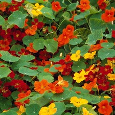 Nasturtium whirlybird mix for sale  UK