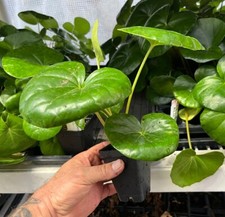 Giant leopard plant for sale  San Diego