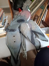 Six plastic pigeon for sale  RUGBY