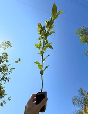 Green gem ficus for sale  Winnetka