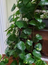 Potted epipremnum money for sale  Randolph