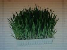 3000 graines herbe d'occasion  Saintes