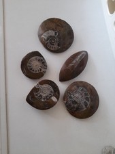 Small polished fossil for sale  LEIGH