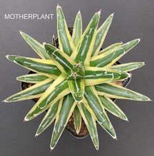 agave for sale  FORDINGBRIDGE