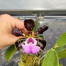 Cattleya aclandiae coerulea for sale  Apopka