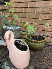 Three japanese maple for sale  Cumming