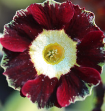 Primula auricula rhubarb for sale  STANLEY