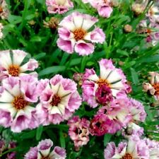 Coreopsis incredible sea for sale  UK