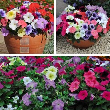 Petunia frenzy mixed for sale  IPSWICH