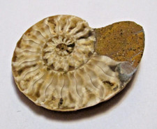 Small ammonites fossil for sale  FLEETWOOD