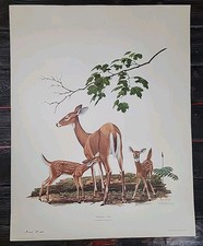 Ray harm whitetail for sale  Louisville
