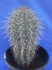 Saguaro cactus large for sale  Tucson