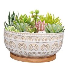 Inch ceramic succulent for sale  Brentwood