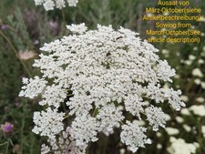 Wilde möhre daucus usato Wilde möhre daucus usato  Spedire a Italy