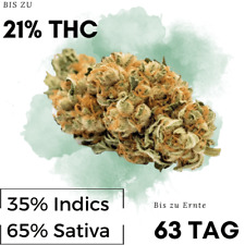 Premium autoflower saatgut gebraucht kaufen  München