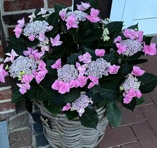 Tellerhortensie wunderschön a gebraucht kaufen  Ahlen-Vorhelm