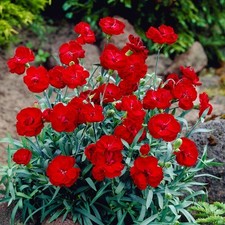 Easy grow dianthus for sale  San Marcos