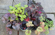 Pflanzen stauden paket gebraucht kaufen  Nürnberg