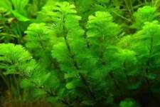 Cabomba aquatica plante d'occasion  Krautergersheim