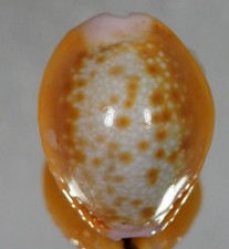 cypraea usato  Italia