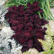 Coleus black dragon for sale  LLANDYSUL