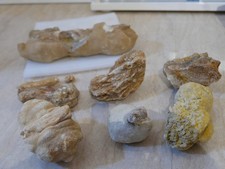 Steinhardter erbsen fossilien gebraucht kaufen  Bingen