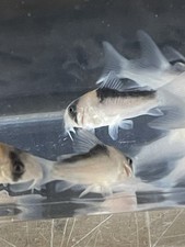 Adolphi cory catfish for sale  Bristol