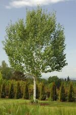 White birch tree for sale  ROCHESTER
