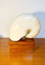 Taxidermy, Cabinet De Curiosités: Nautilus ( Mollusco ) Big! comprar usado  Enviando para Brazil