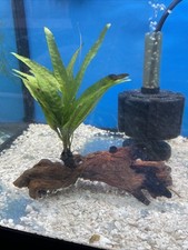 Java fern rooted for sale  Hialeah