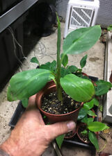 Double mahoi dwarf for sale  El Cajon
