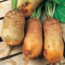 Mangelbeet fodder beet for sale  Shipping to United Kingdom