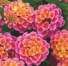Lantana mixed plug for sale  BECCLES
