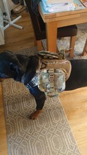 Adjustable tactical dog for sale  MALDON