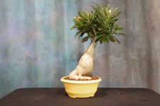 desert rose for sale desert rose for sale North Fort Myers
