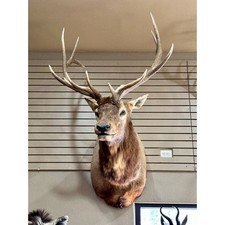 Fh194 beautiful elk for sale  Hill City