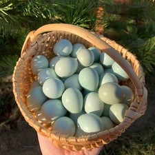 Quail eggs celadon for sale  CORBY