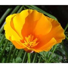 Poppy california orange for sale  Fort Lauderdale
