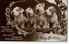 sealyham terrier for sale sealyham terrier for sale MATLOCK