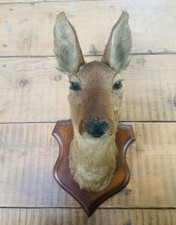 mounted deer head for sale mounted deer head for sale LANCASTER