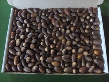 2kg white english for sale  DONCASTER