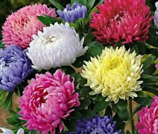 Aster china peony for sale  SALISBURY