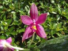 Rare phalaenopsis blue for sale  HALSTEAD