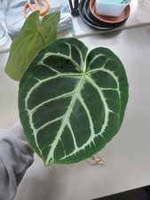 Anthurium crystallinum aroid for sale  LIVERPOOL