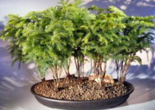 Norfolk island pine for sale  Patchogue