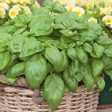 Sweet basil ocimum for sale  BURTON-ON-TRENT