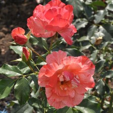 Malerrose grimaldi 30 gebraucht kaufen  Bad Zwischenahn